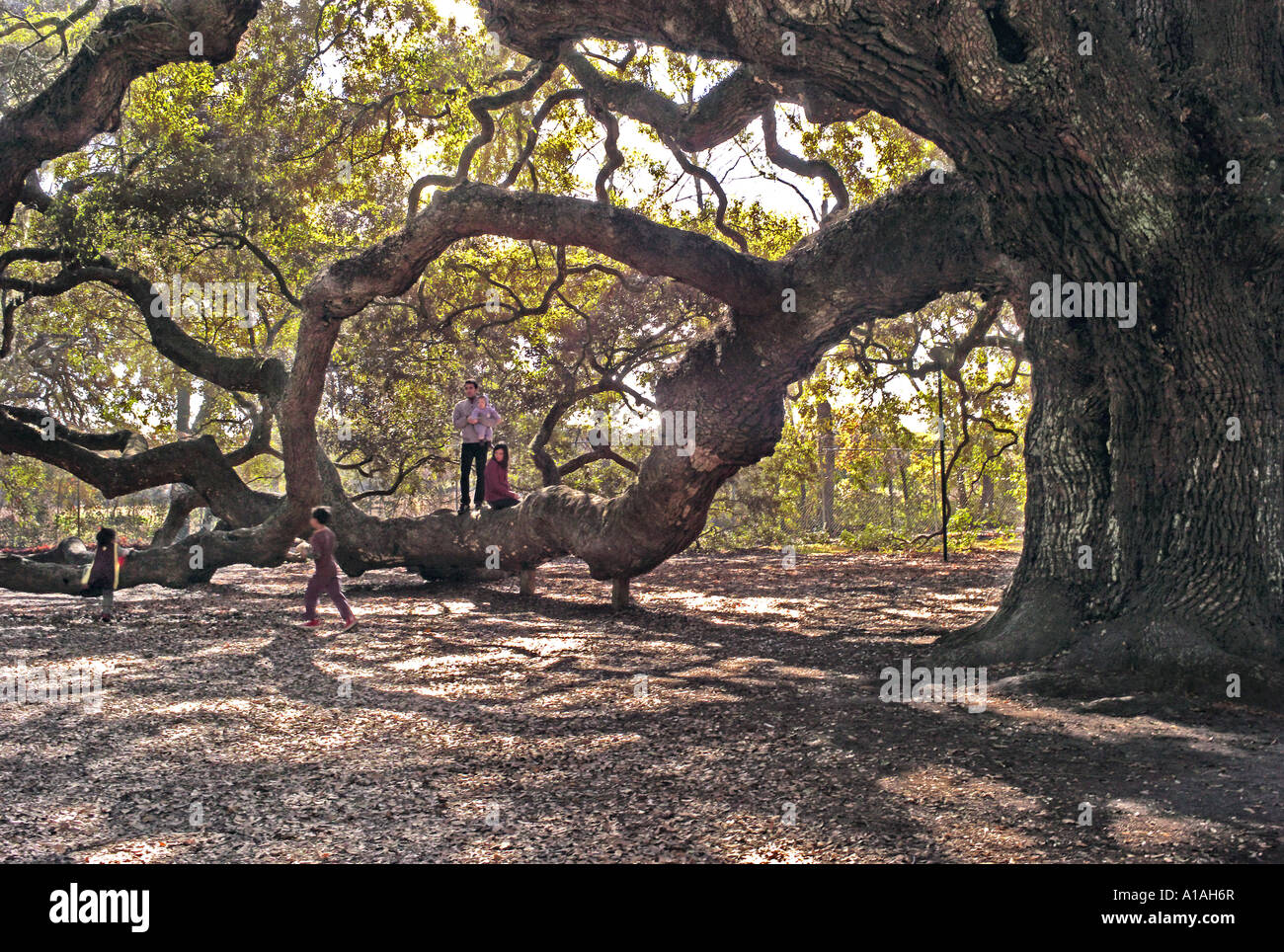 SOUTH CAROLINA CHARLESTON ANGEL OAK The oldest living thing west of the