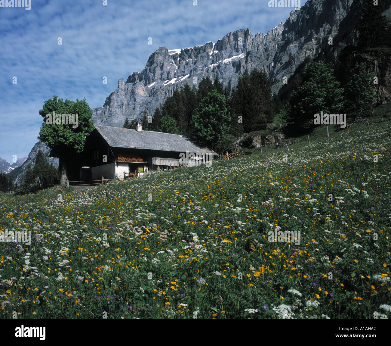 Alpine meadow in spring covered with flowers and dairy cow barn Gasterntal Gastern valley Bernese Oberland Alps Switzerland Stock Photo