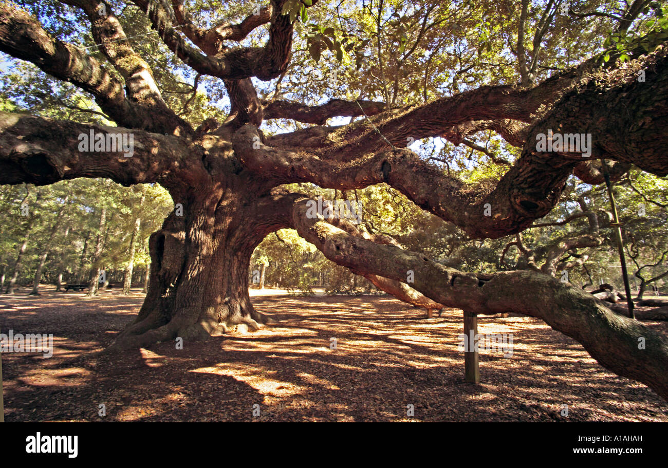 SOUTH CAROLINA CHARLESTON ANGEL OAK The oldest living thing west of the