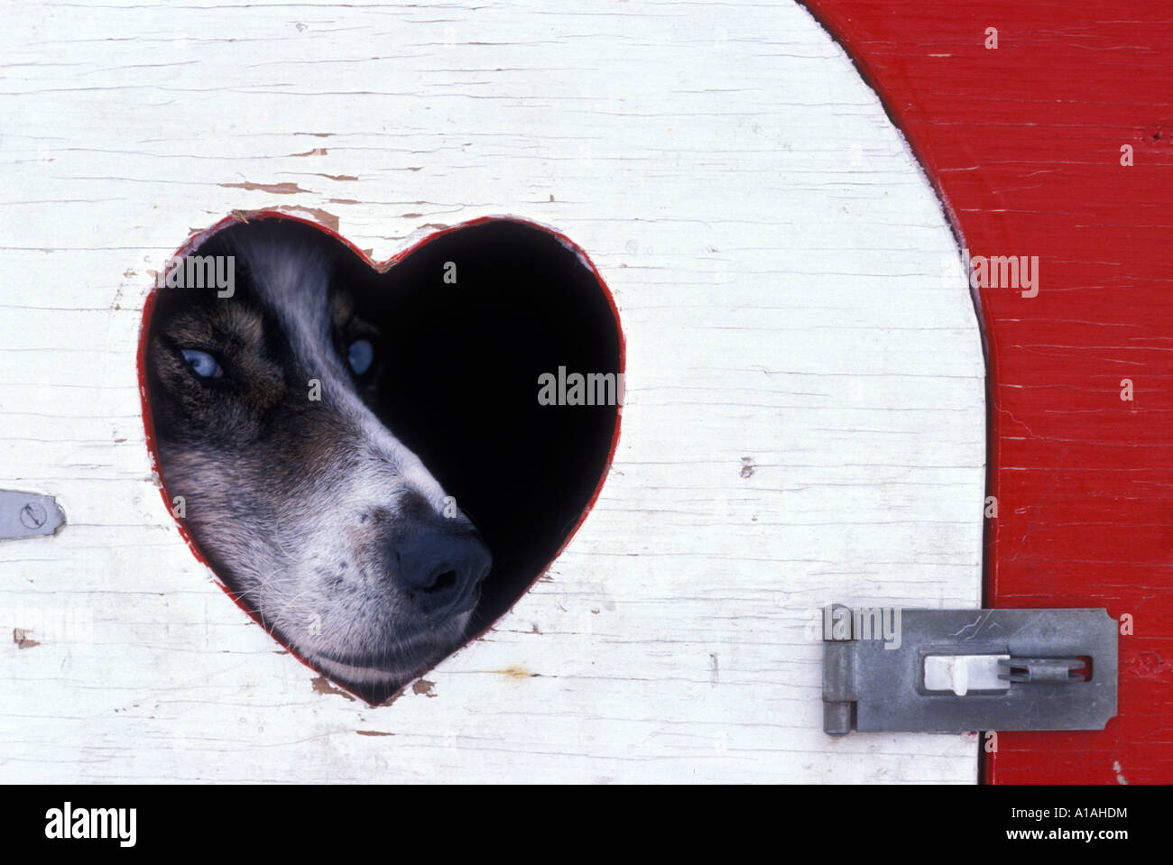 USA Alaska Fairbanks Dog in John Schandlemeiers team peers out window at start of 1992 Yukon