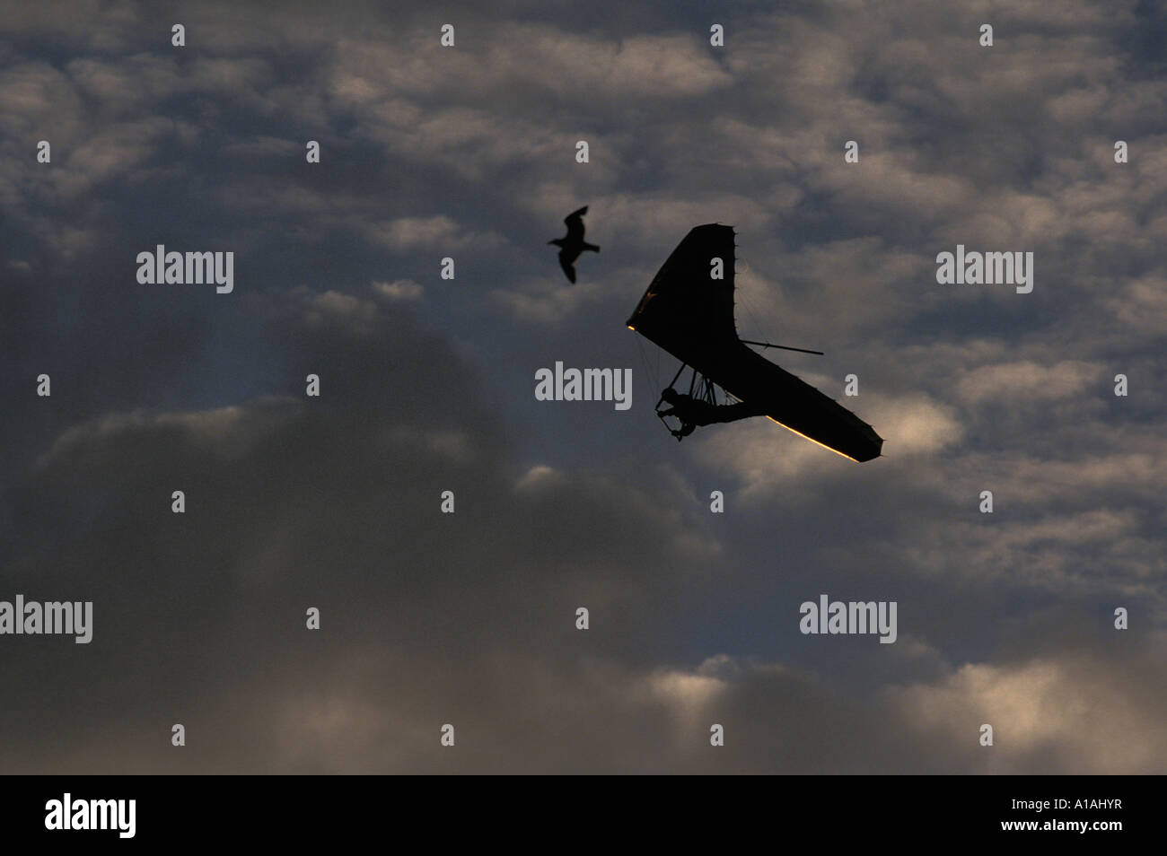 USA California San Francisco Silhouette of hang gliders flying at Fort Funston along Pacific