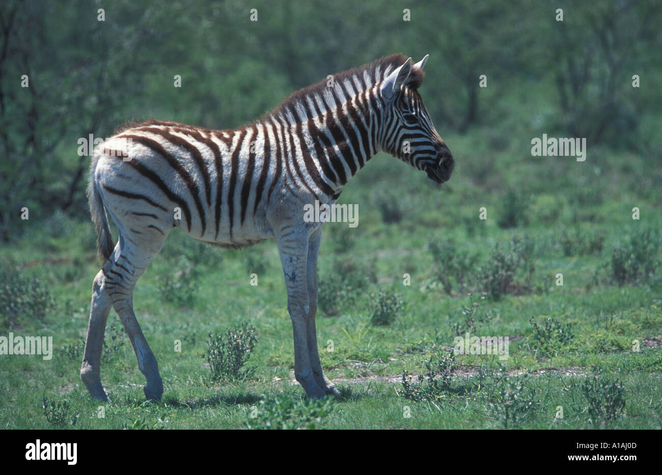 Burchells Zebra pony Equus burchelli standing sideview portrait Etosha