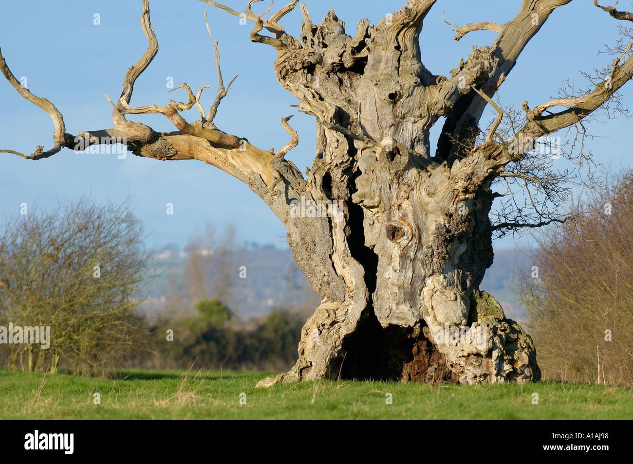 Old Hollow Oak Tree Quercus robur Stock Photo Alamy