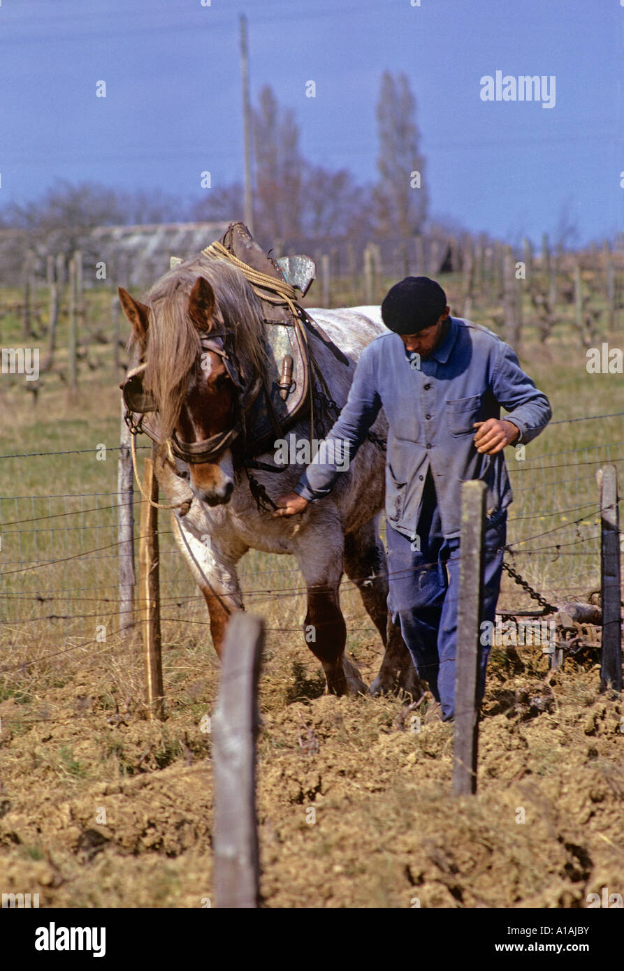 French farmer in typical working dress leads his plough horse carefully between rows of vines Stock Photo