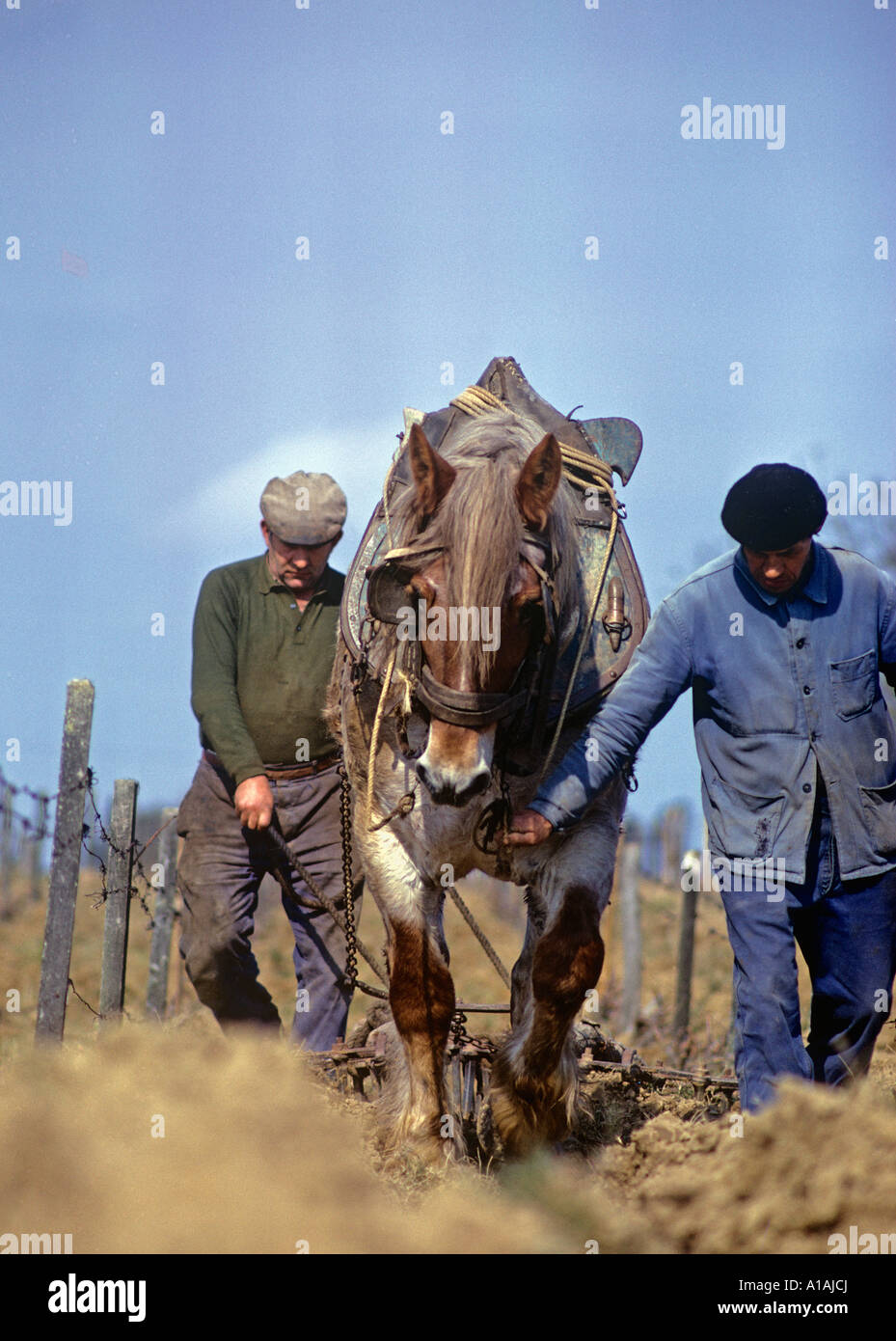 French farmer in typical working dress leads his plough horse carefully between rows of vines Stock Photo