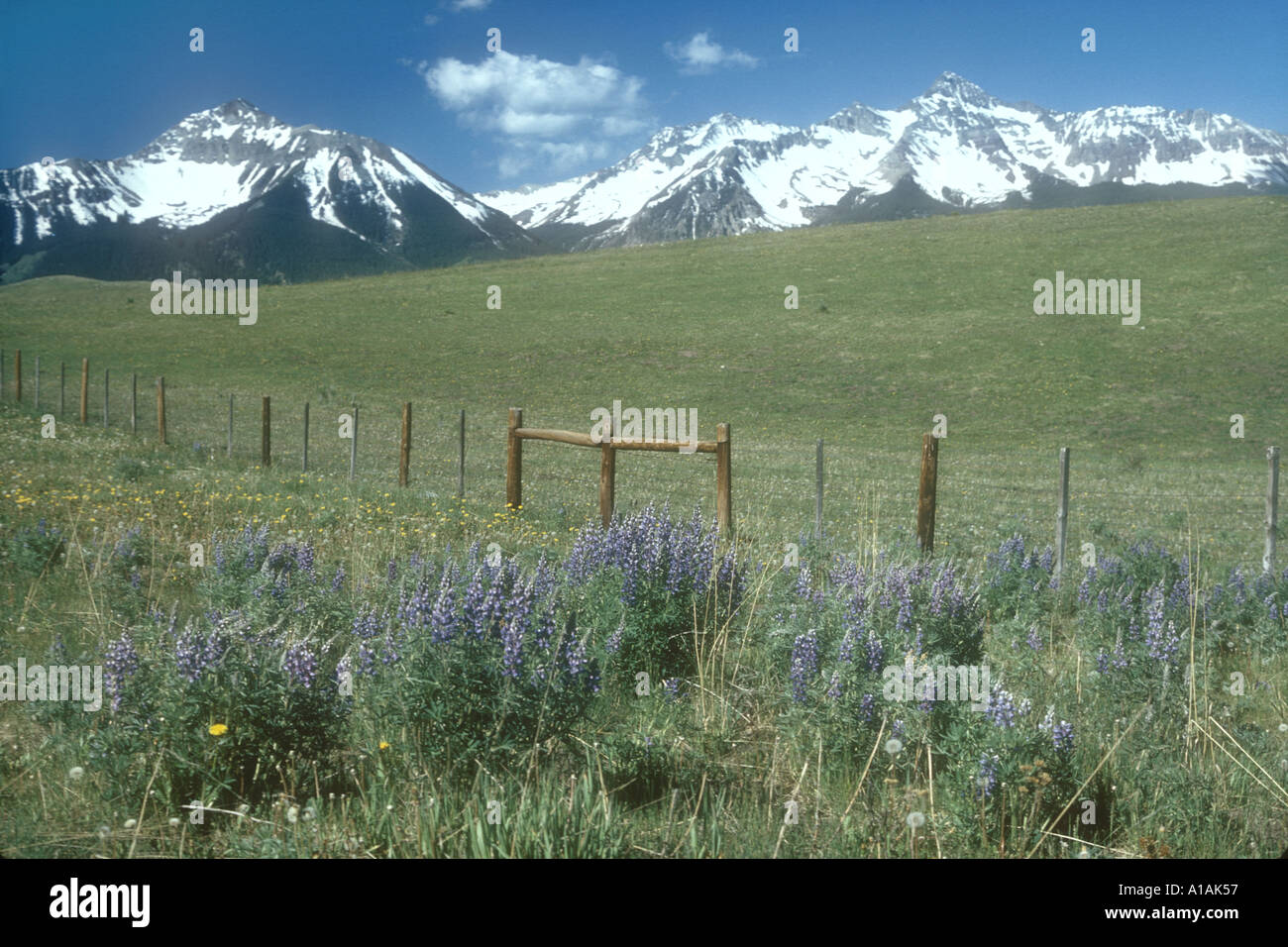 Colorado wildflowers hi-res stock photography and images - Alamy