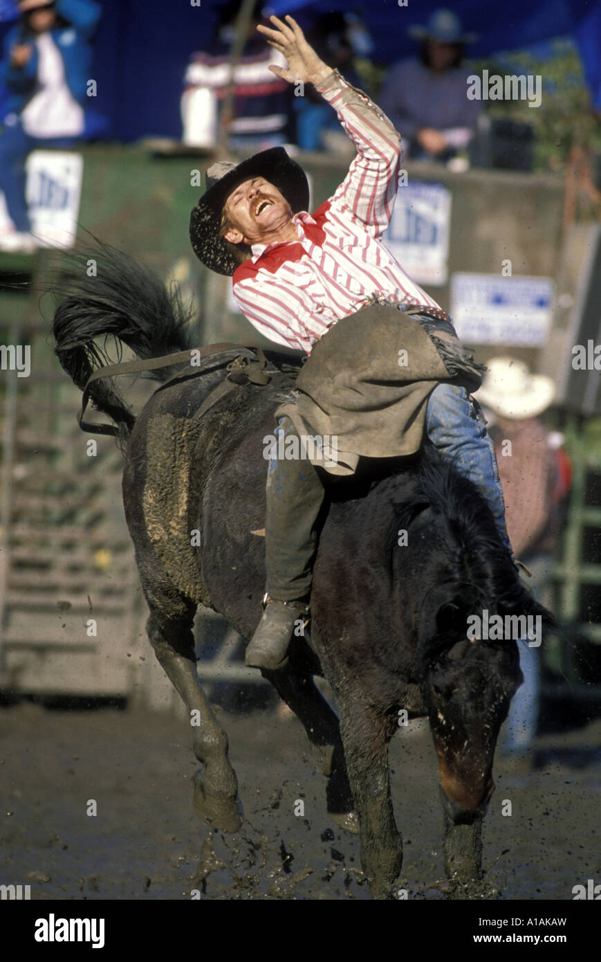 USA Alaska Anchorage Cowboy rides in Saddle Bronc Riding event at rodeo ...