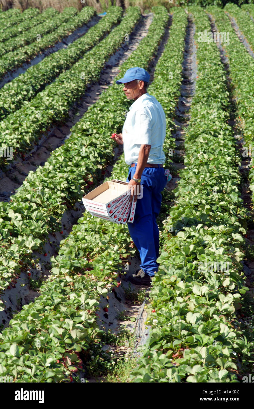 Strawberry picker and lines of plants. Farming near Stellenbosch