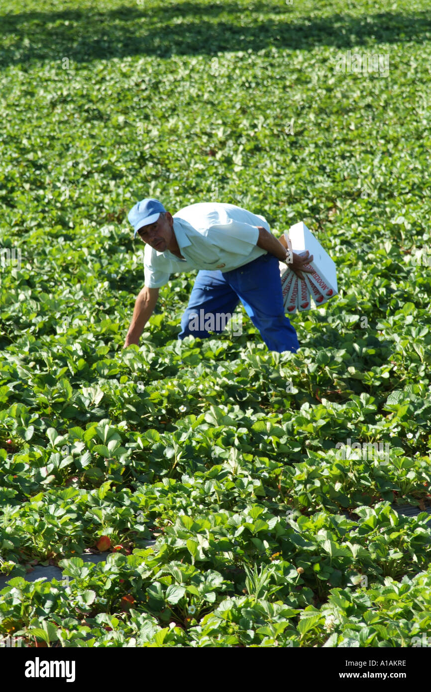 Strawberry picker and lines of plants. Farming near Stellenbosch