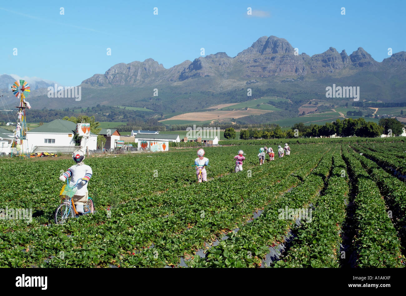 Strawberry farm south africa hi-res stock photography and images - Alamy