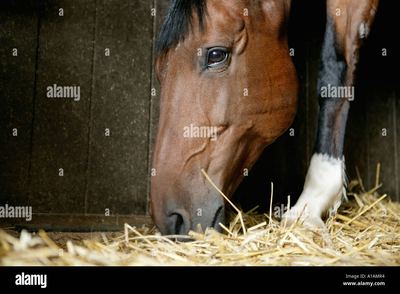 A bay horse eating hay Stock Photo