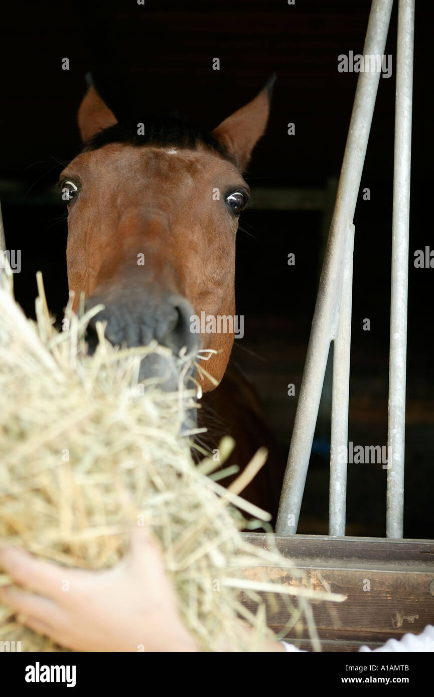A horse being fed hay Stock Photo Alamy