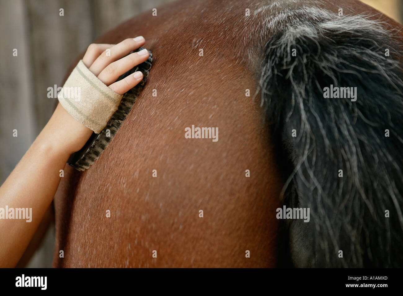 Person grooming horse Stock Photo