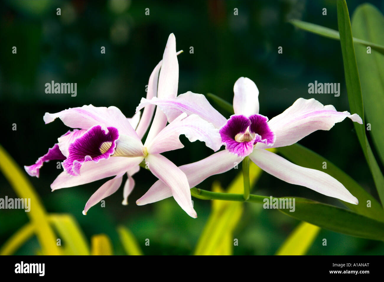 Closeups of orchid flowers at the Botanical Gardens in Rio De Janeiro