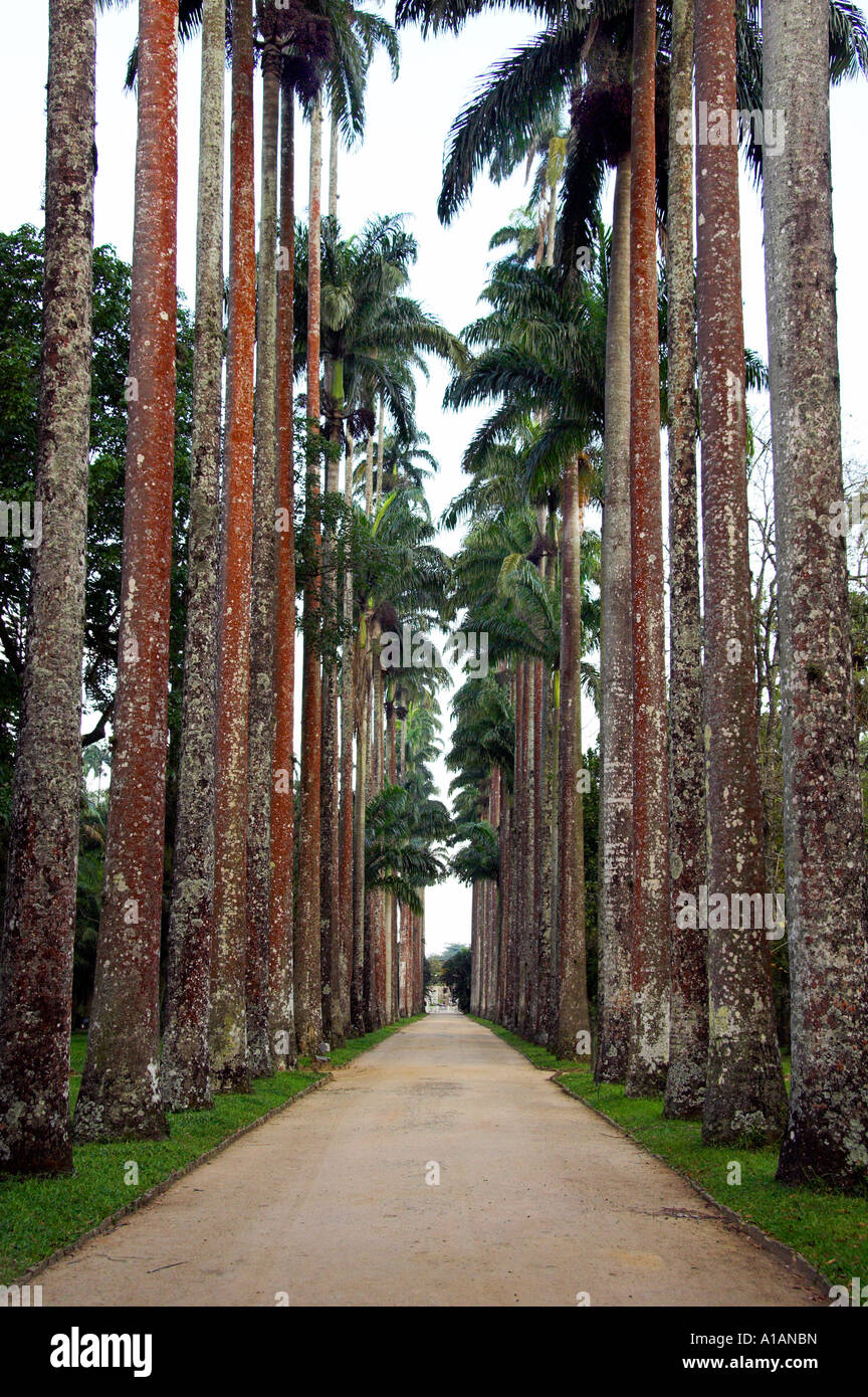 An avenue of tall palms at the Botanical Gardens in Rio De Janeiro Brazil Stock Photo