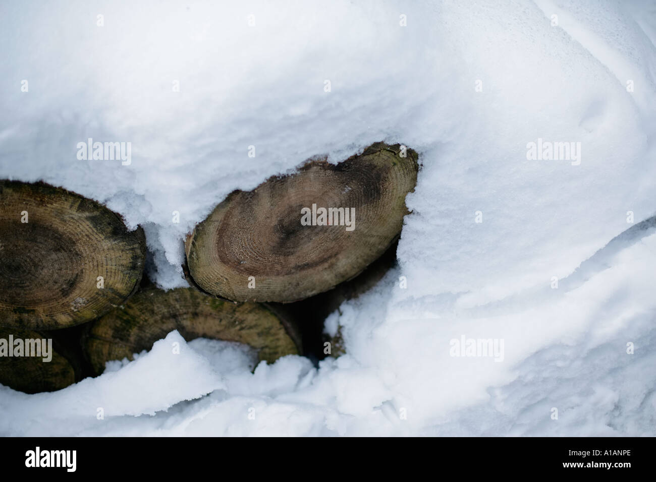 Snow-covered logs Stock Photo