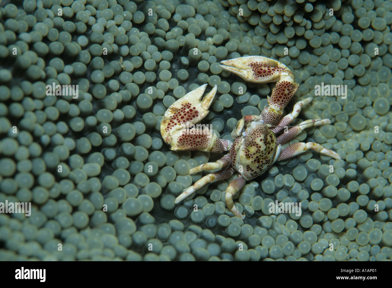 Anemone crab Neopetrolisthes ohshimai in Kimbe Bay New Britian Papua New Guinea Bismark Sea Pacific Ocean Stock Photo
