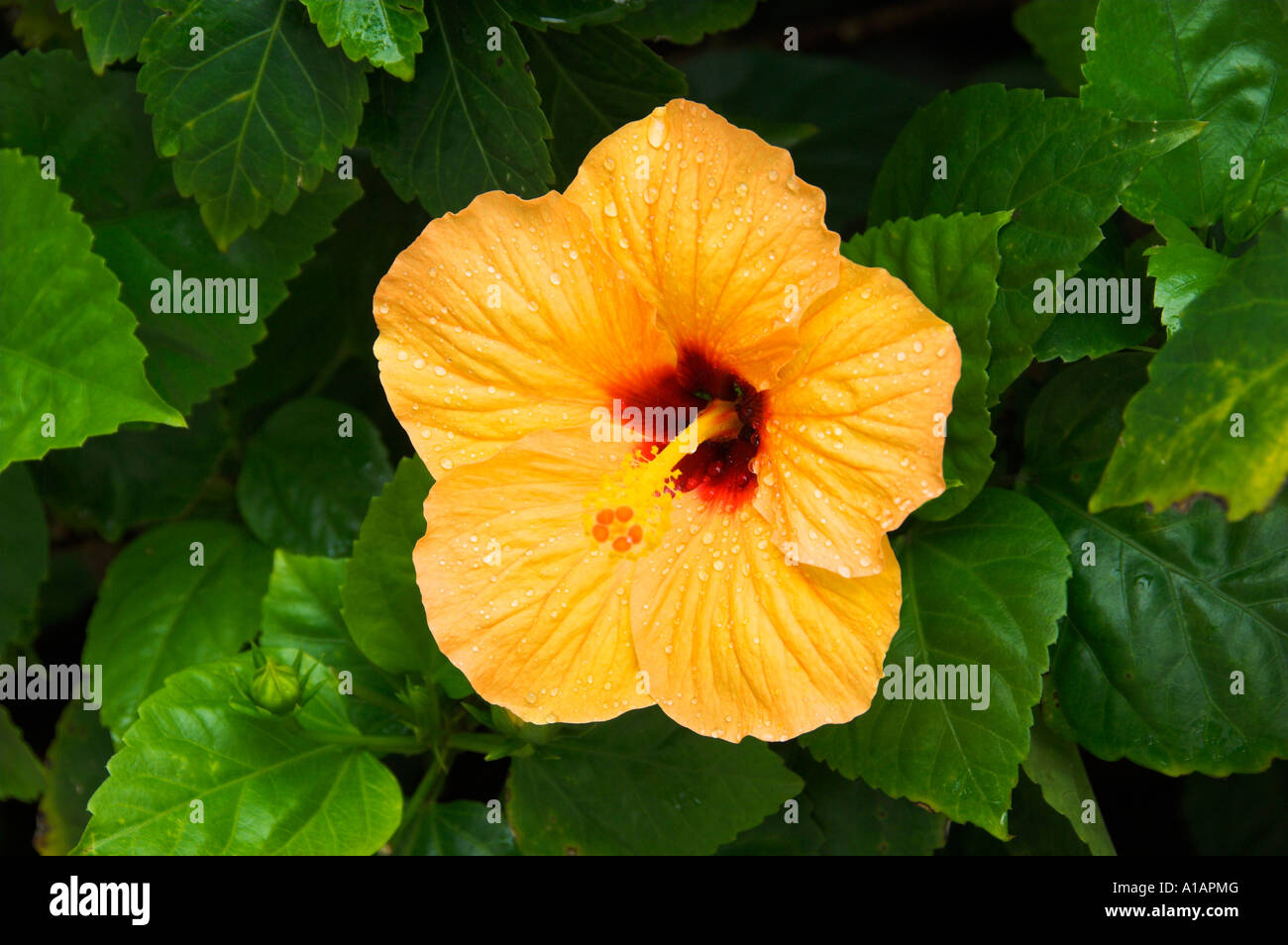 Peach colored hibiscus hi-res stock photography and images - Alamy