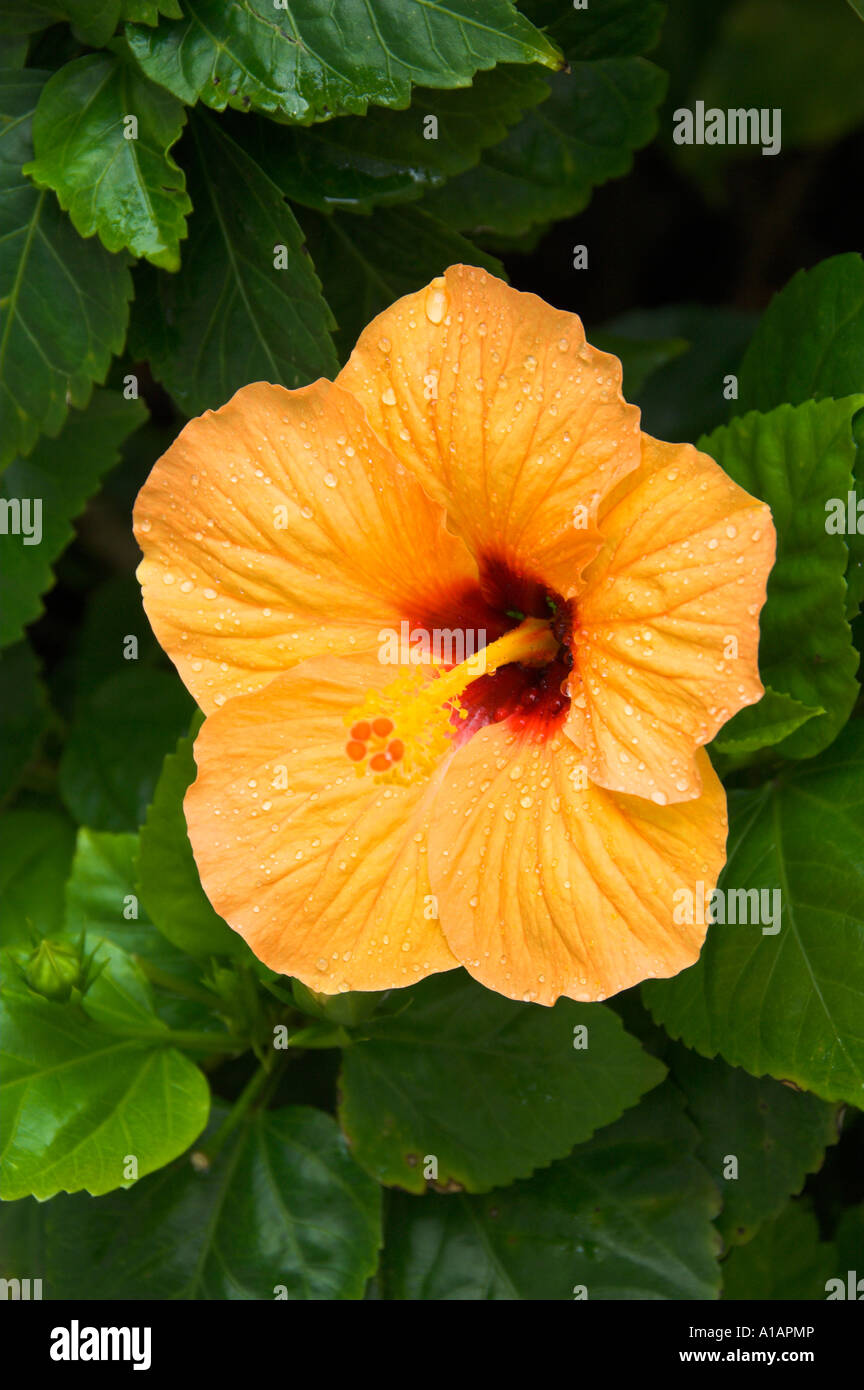 A closeup of a single peach colored hibiscus flower with dew drops in a ...