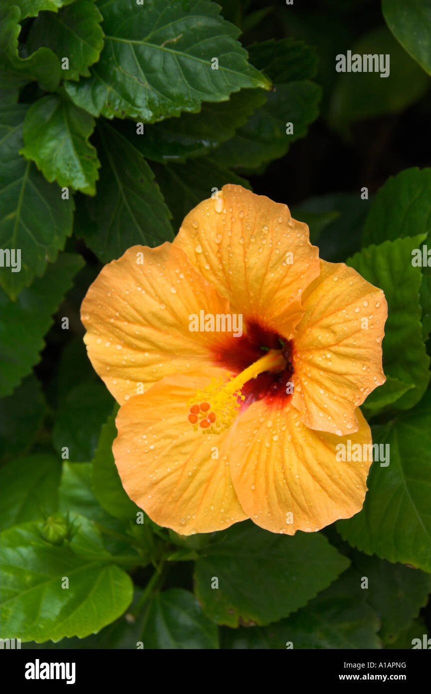 Peach colored hibiscus hi-res stock photography and images - Alamy