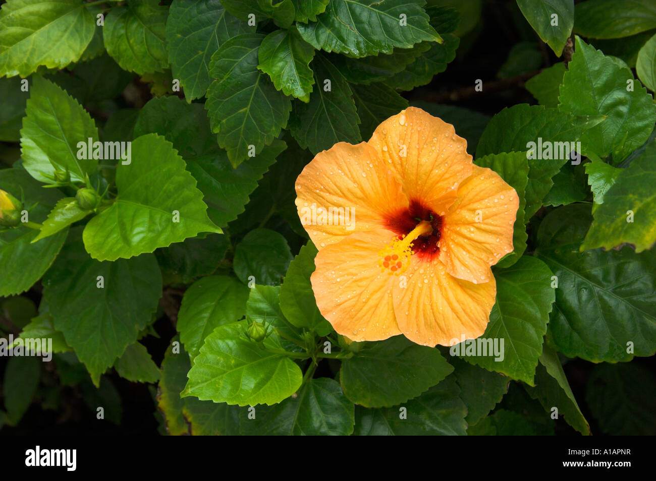 Peach colored hibiscus hi-res stock photography and images - Alamy