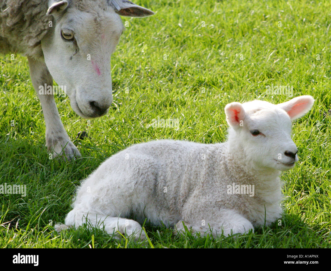 A lamb and its mother Stock Photo Alamy