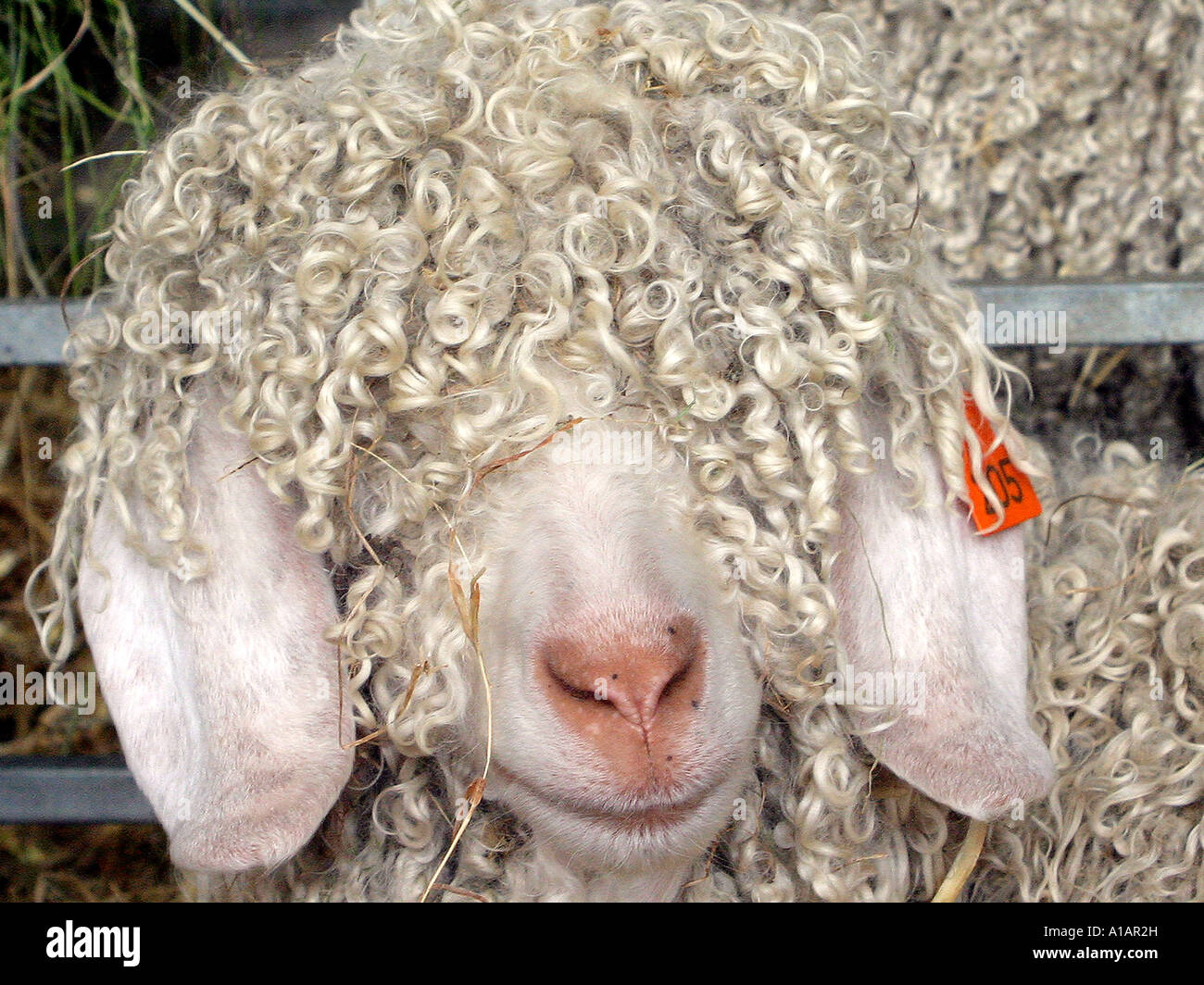 A sheep with permed hair. Stock Photo