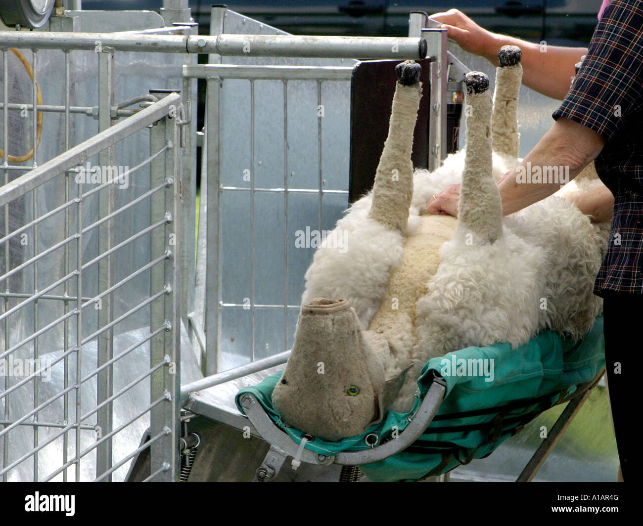 A fake sheep used to teach how to shear sheep. Stock Photo
