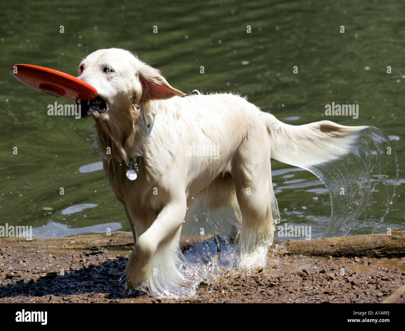 A white labrador with a frisby in his mouth Stock Photo