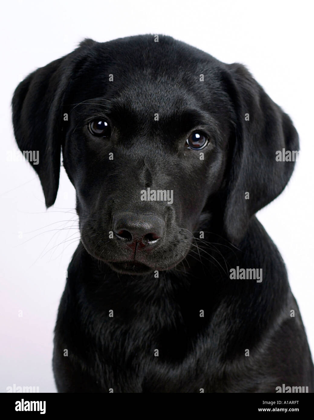 Young black sale labrador