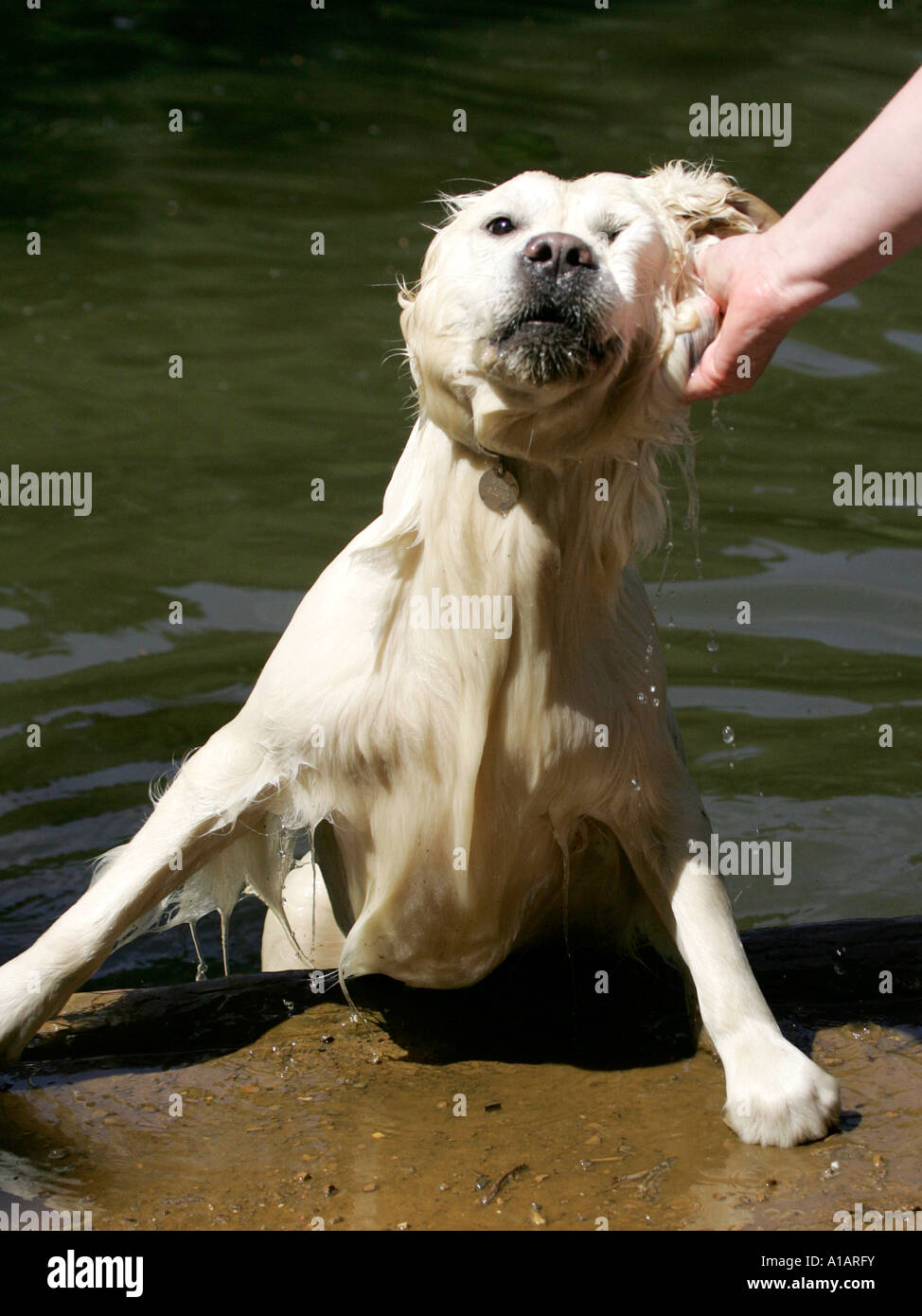 A dog being rescued from the water Stock Photo