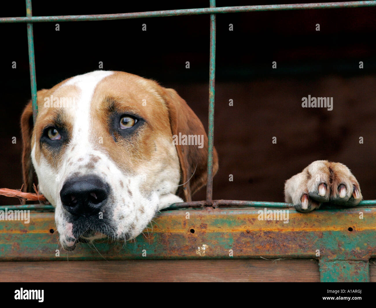 A fox hound waiting to be let out Stock Photo