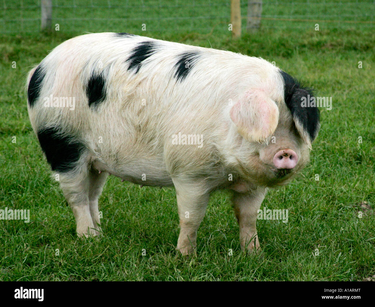 A Pink And Black Pig In A Field Stock Photo Alamy