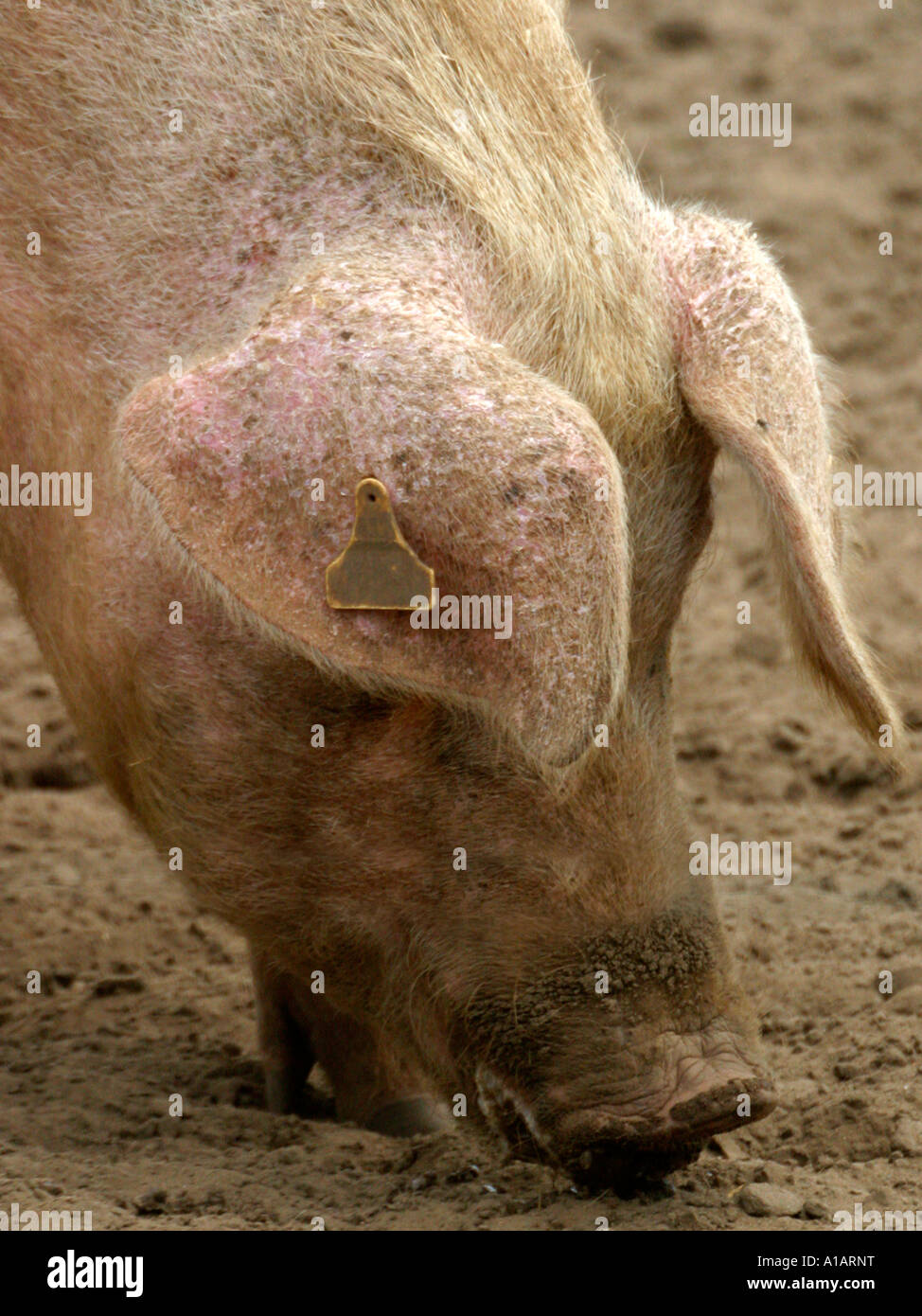 A pig feeding off a dusty ground Stock Photo