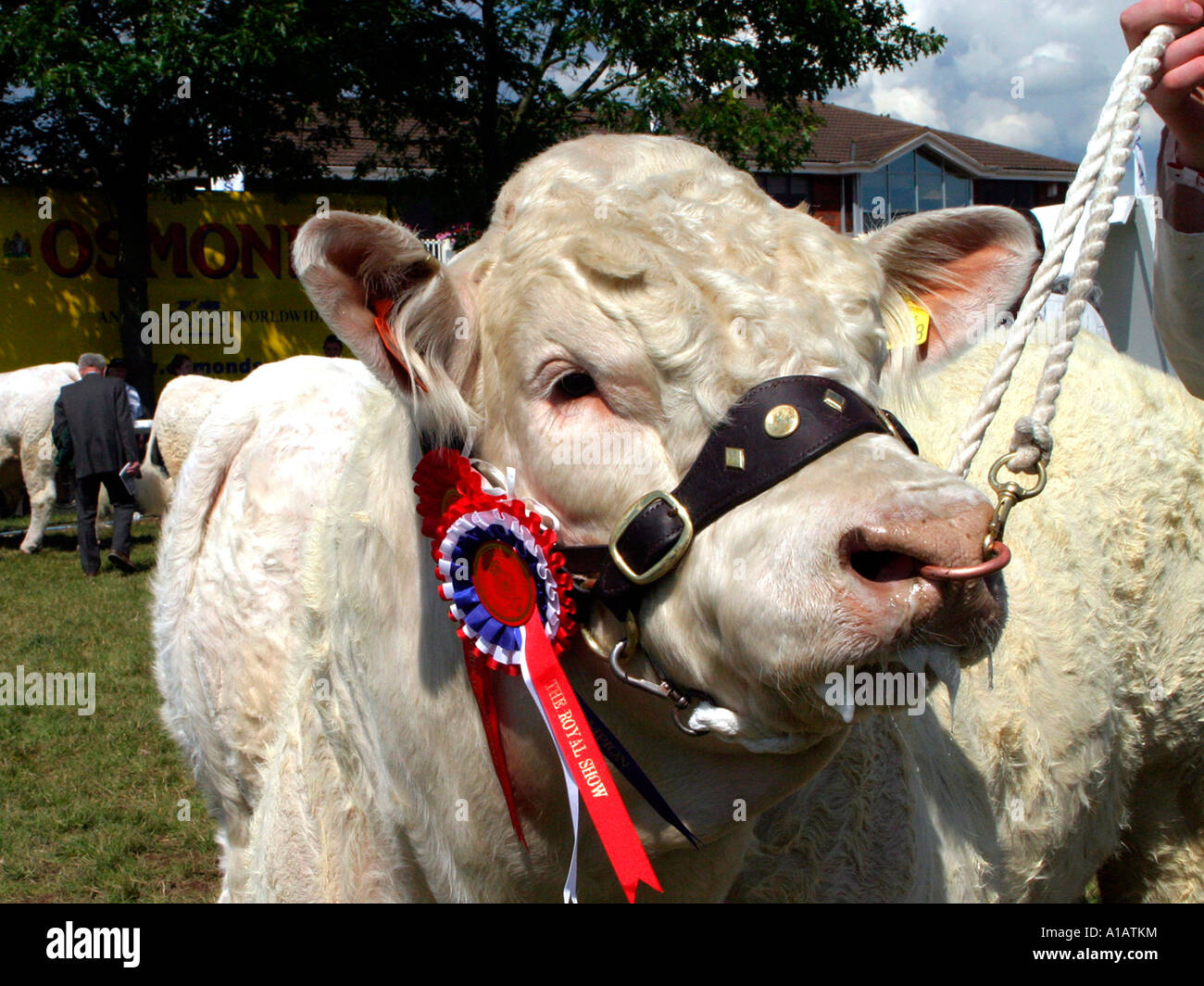 A charolais being judged at a country show. Stock Photo