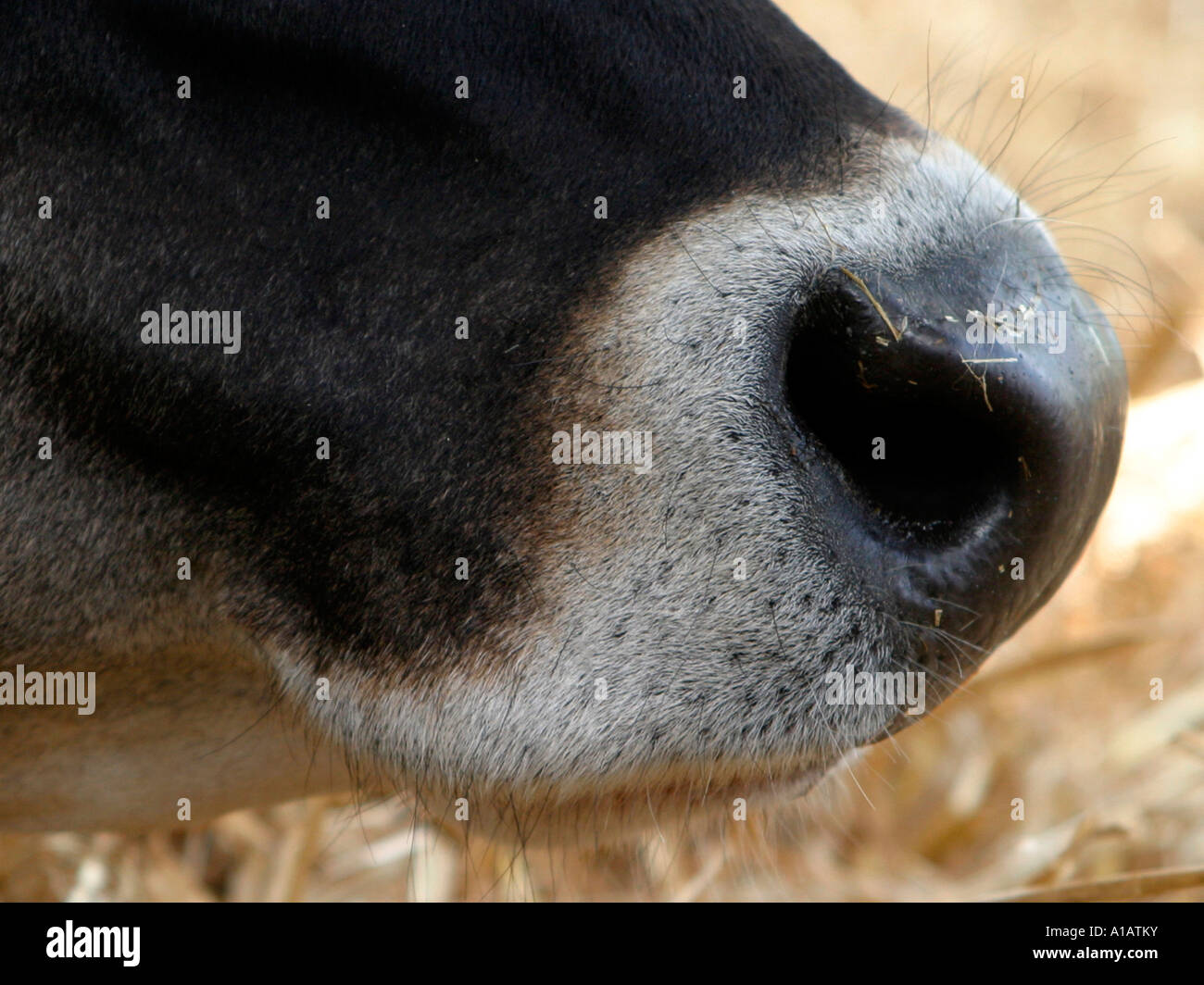 The nose of a cow. Stock Photo