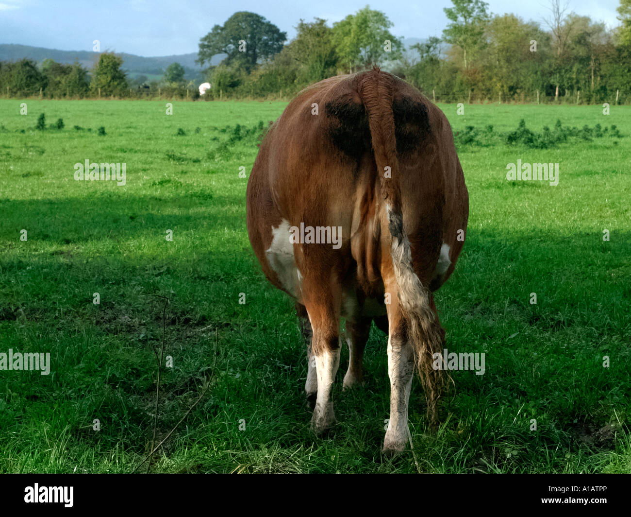 The rear of a brown cow Stock Photo - Alamy