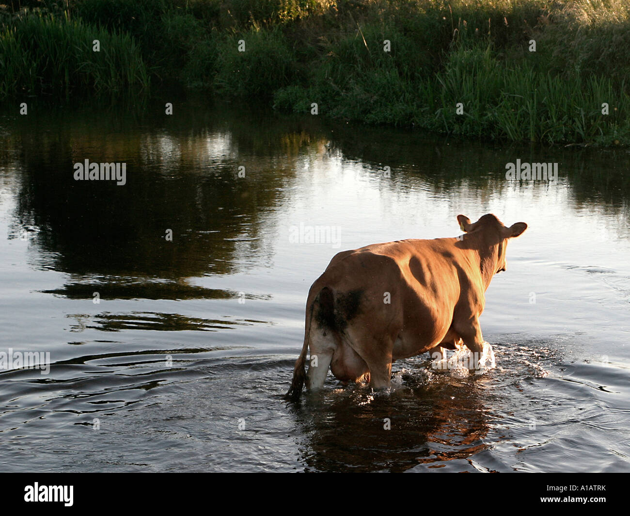 A cow walking through a stream, to see if the pastures greener on the other side. Stock Photo