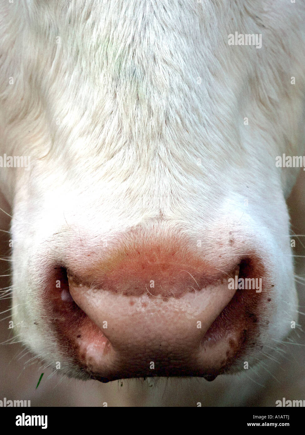 The nose of a bull. Stock Photo