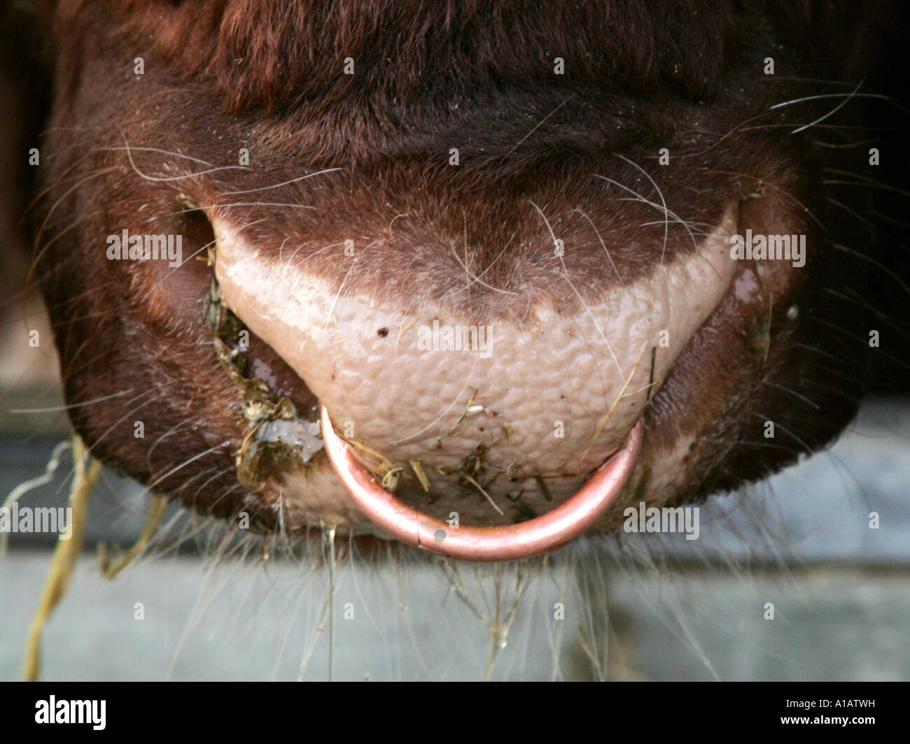 A bull with a nosering. Stock Photo