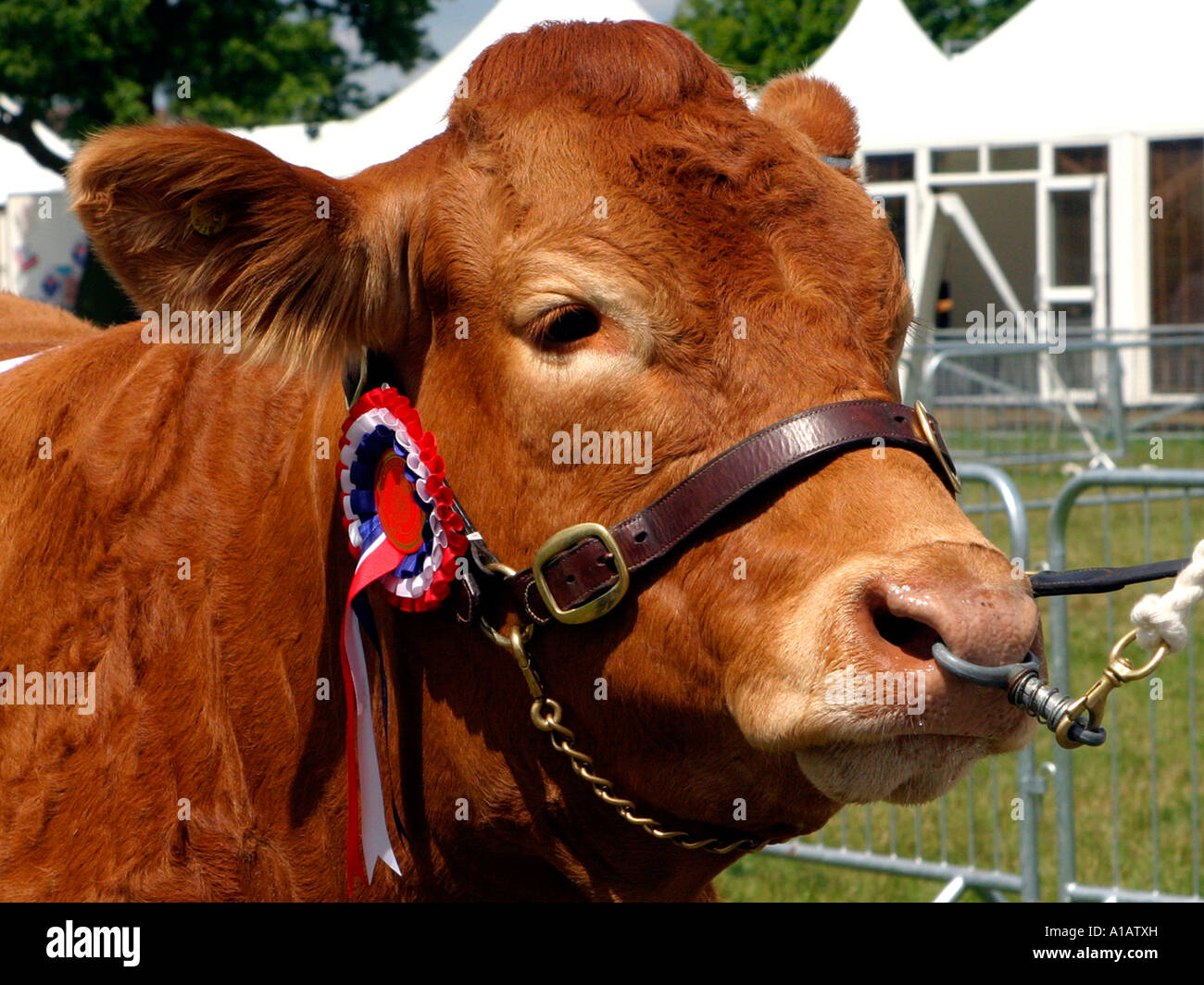 The head of a champion brown cow wearing a rosette Stock Photo - Alamy