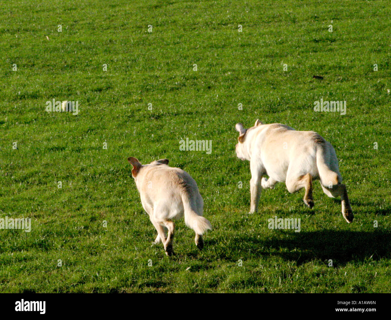 Two dogs running after the same ball. Stock Photo