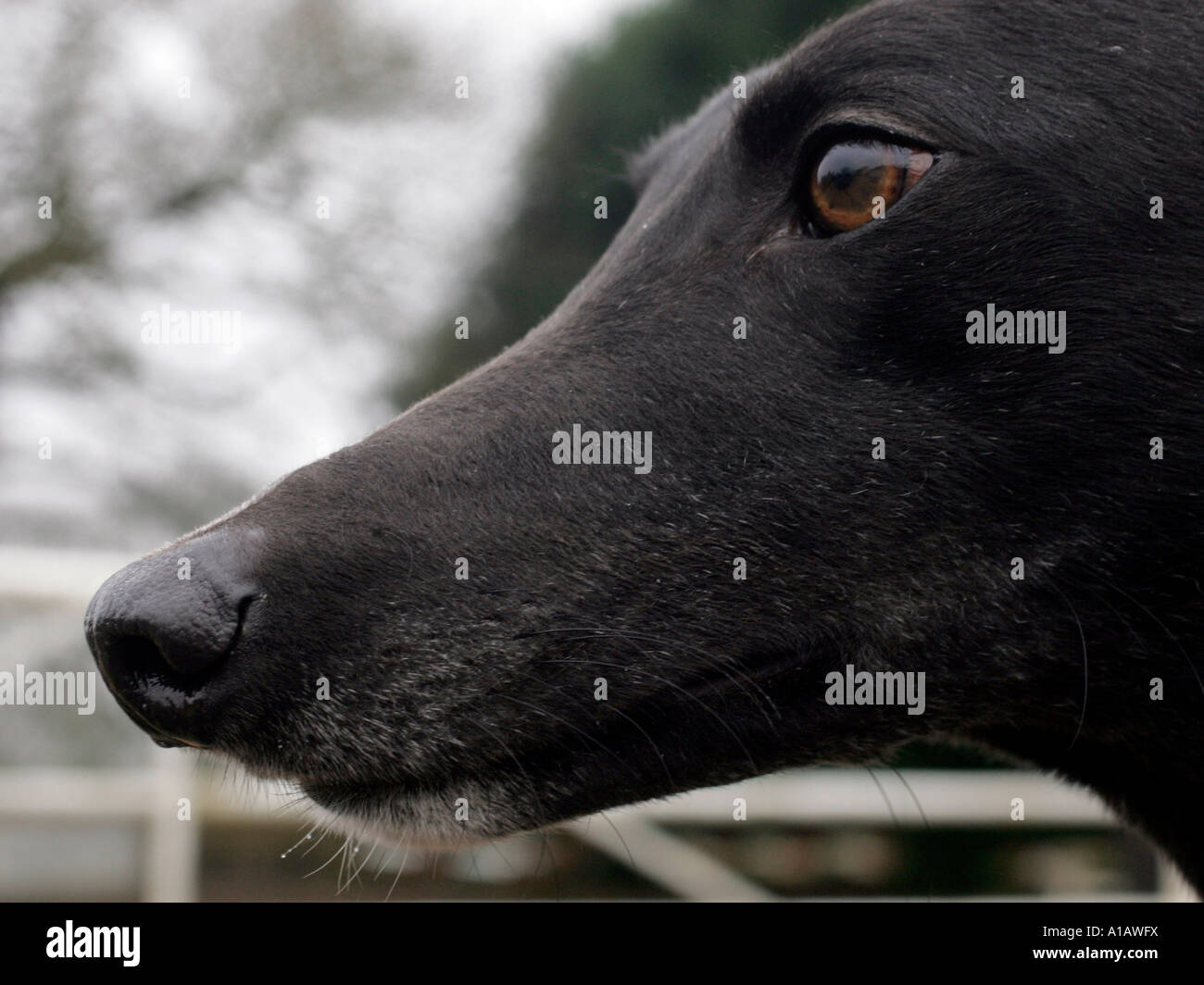 greyhound nose