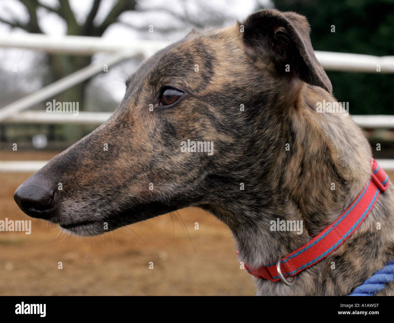 The profile of a greyhound taken outside near a racing track. Stock Photo