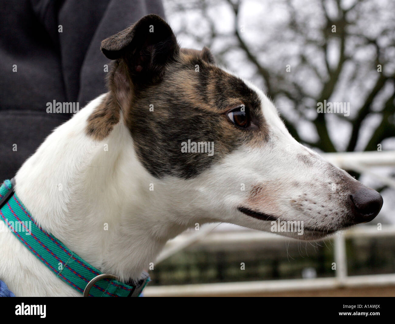 A profile of a greyhound taken outside - near a racetrack. Stock Photo
