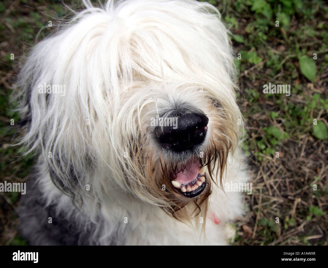 Old english sheepdog standing hi-res stock photography and images - Alamy