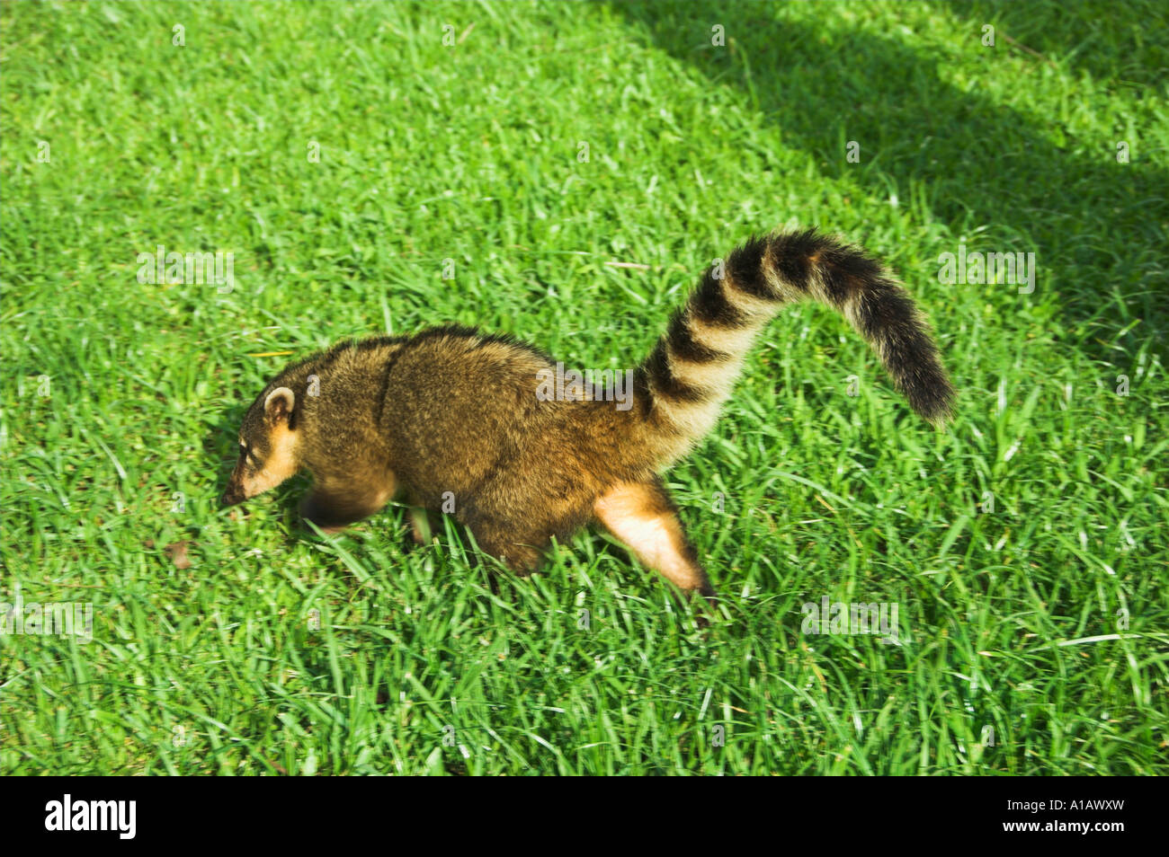 The racoon like Coatis scavenger near the Iguassu Falls Brazil Stock ...