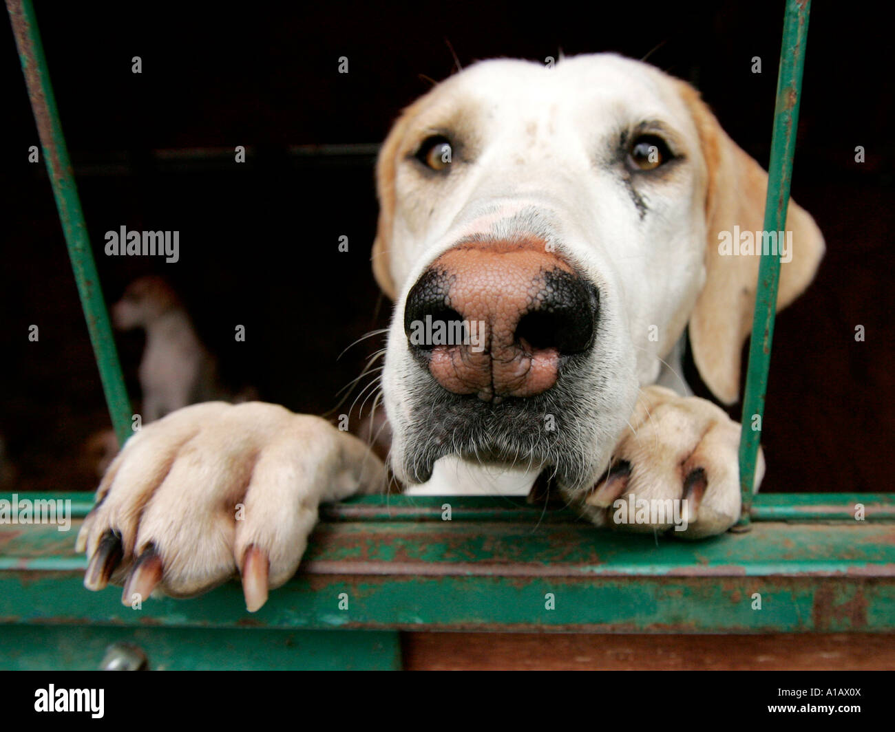 A hound waiting to be let out. Stock Photo