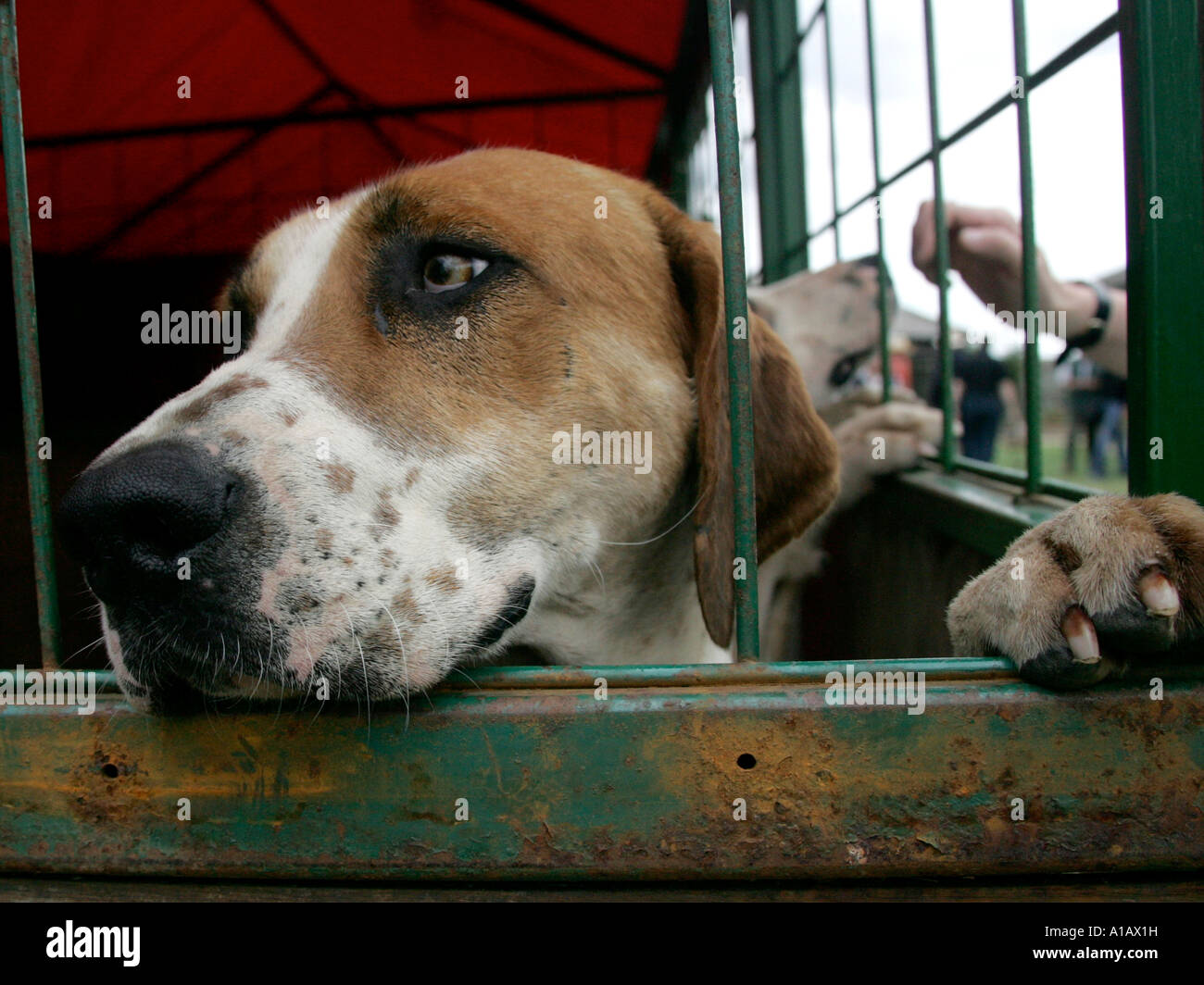 A hound waiting to be let out. Stock Photo