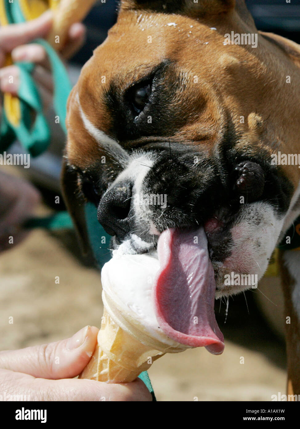 A boxer licking an icecream - a hotdog. Stock Photo